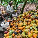 Cacao