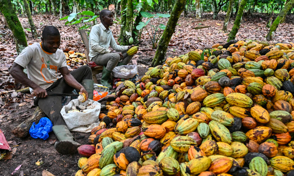 Cacao