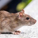 Hantavirus