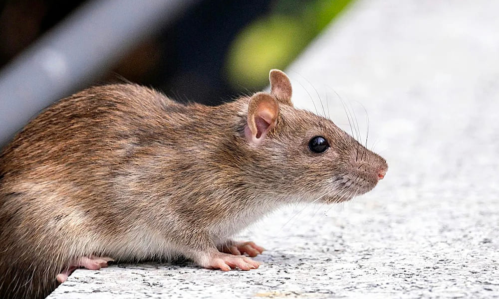 Hantavirus