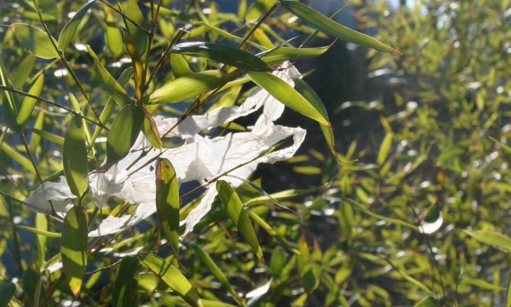Sachets plastiques