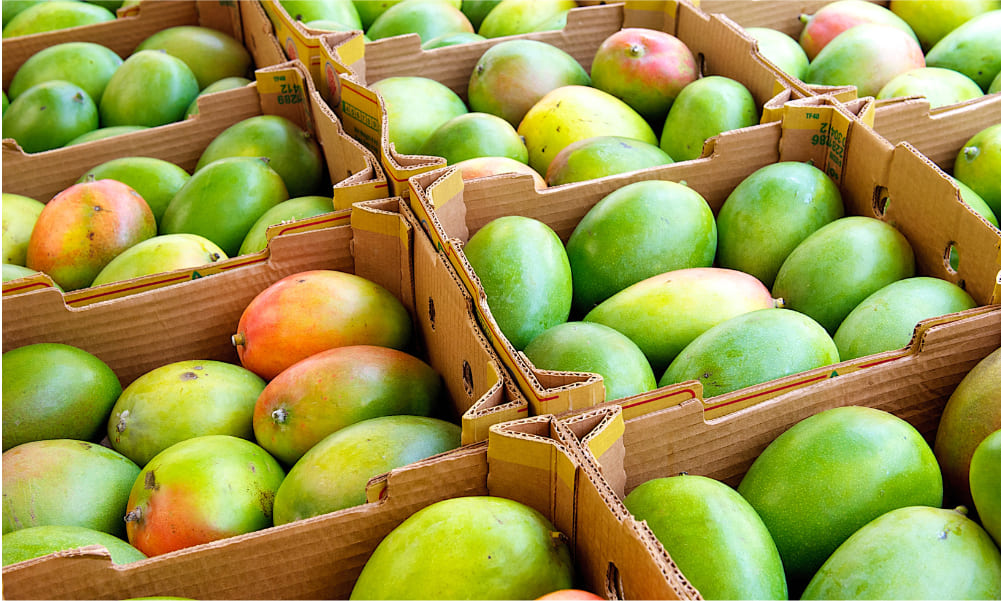 Filière mangue